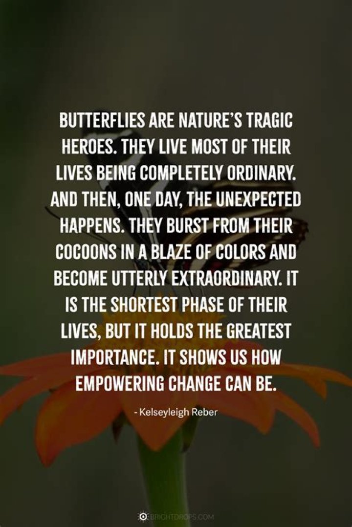 39 Quotes About Butterflies and Death
